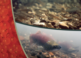 Alaska Salmon Research Task Force Completes Science Report