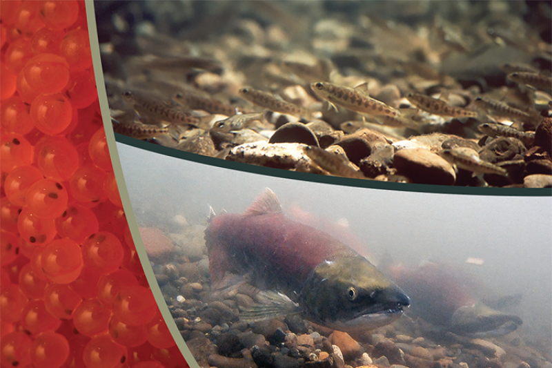 Alaska Salmon Research Task Force Completes Science Report