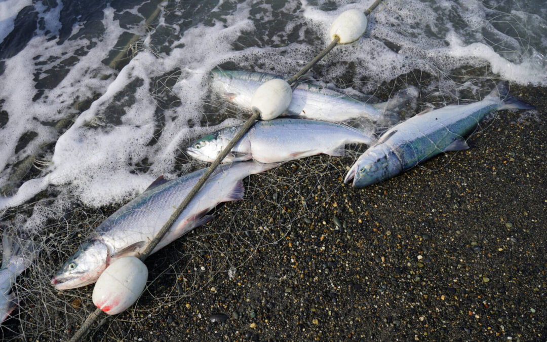 Borough Accepts Fishery Disaster Funds, Calls for Proclamation of Fishery Disaster