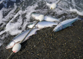 Borough Accepts Fishery Disaster Funds, Calls for Proclamation of Fishery Disaster