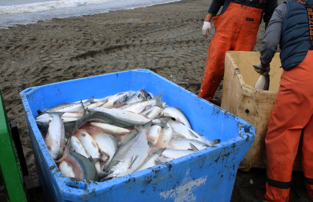 Board of Fish will Hear Setnet Beach Seine Proposal