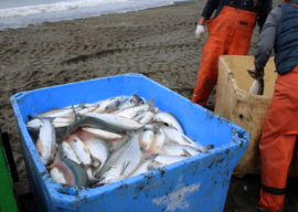 Board of Fish will Hear Setnet Beach Seine Proposal