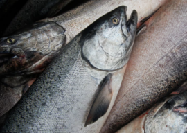 Opinion: Here’s what the state is doing to rebuild king salmon stocks in the Gulf of Alaska