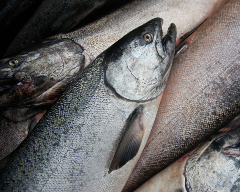 Opinion: Here’s what the state is doing to rebuild king salmon stocks in the Gulf of Alaska