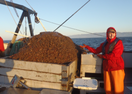Firings prompt concerns that science supporting Alaska seafood industry could be undermined