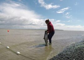 Warming Water has Varied Impact on Salmon Populations