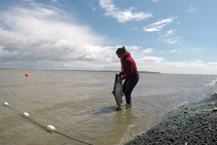 Warming Water has Varied Impact on Salmon Populations
