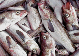 Government Shutdown Creates Uncertainty for Fisheries Management in Waters off Alaska