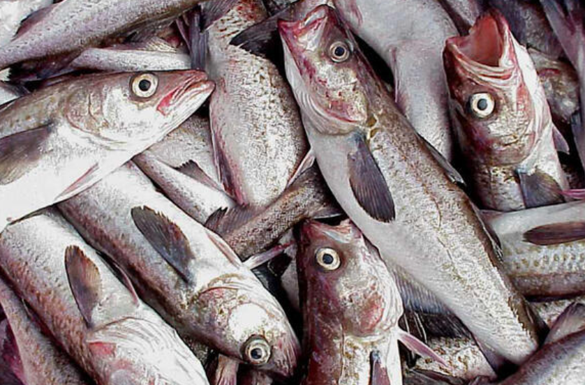 Government Shutdown Creates Uncertainty for Fisheries Management in Waters off Alaska
